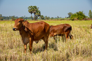Fototapeta na wymiar Brown cows standing in the rice field Thailand.
