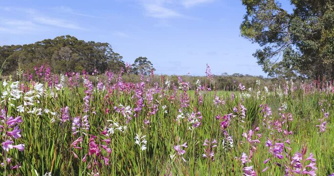 Flowers in bloom in Margaret River and Naturaliste, Western Australia Tourism.