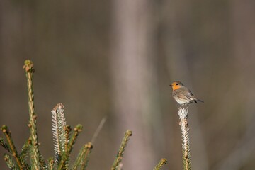Robin