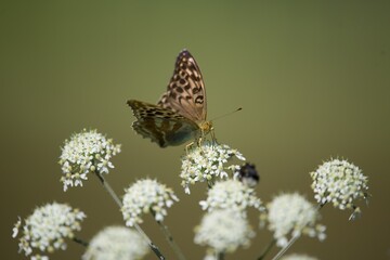 Argynnis paphia