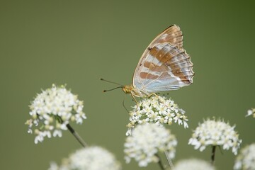 Silver-washed fritillary