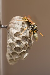 Wasp