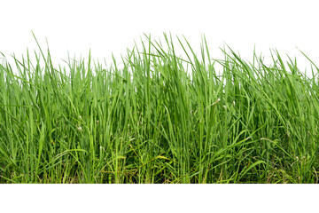 Green grass isolated on white background.