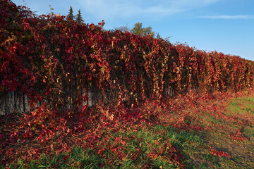 Fence overgrown with red maiden grapes in perspective 