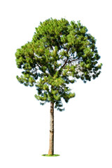 Fototapeta na wymiar Isolated pine tree on a white background.
