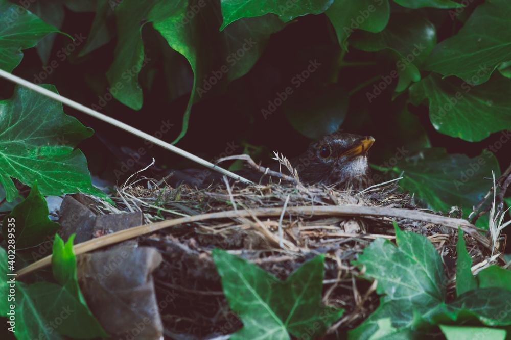 Wall mural mama bird in her nest surrounded by ivy plants