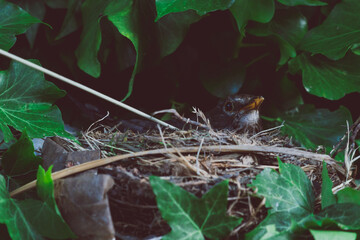 mama bird in her nest surrounded by ivy plants