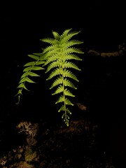 fern leaf