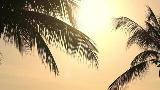 Palm Tree Silhouettes With Evening Sunlight in Background. Exotic Tropical Scene Static Full Frame