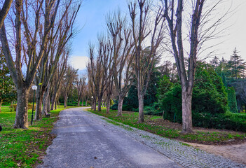 Walking way made of gravel and tree near the way. Autumn theme with dried trees with sky background.