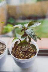 close-up of frangipani plants in pots indoor on window seal