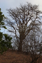 Fototapeta premium trees and sky