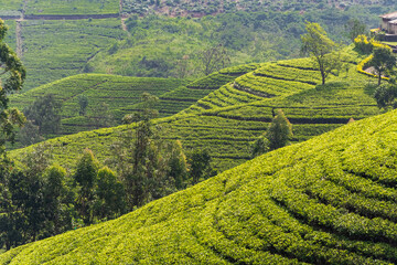 Wonderful view of well grown tea estates in the up country near Nuwara Eliya, Sri Lanka.