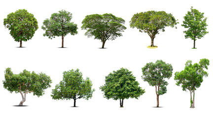 Fototapeta premium Tree collection, Beautiful large, Tropical tree Suitable for use in design, isolated on a white background.