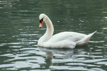 White swan on the pond