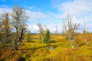 Lofsdalen in Mittelschweden im Herbst