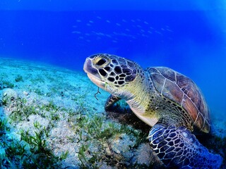 Fototapeta premium sea turtle underwater green turtle swim blue water