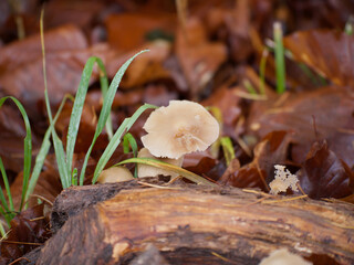 mushrooms in the forest, 