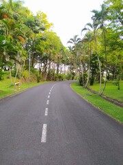Fototapeta na wymiar road lined by trees