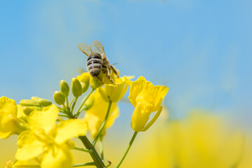 Honneybee collecting nectar on a rape flower