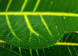 Green leaf with droplets