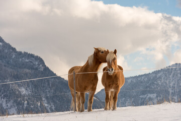 Two Haflinger horses on the winter meadow and mountain peaks on background.