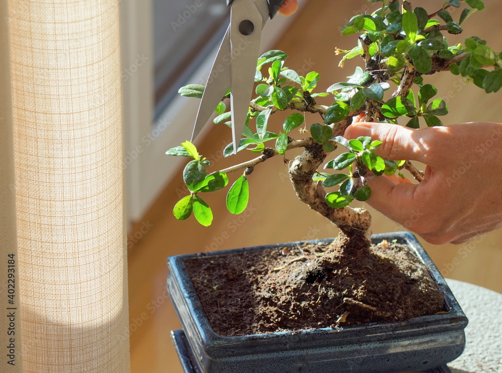 Wall mural close up of cutting a bonsai ficus plant.