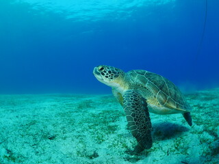 Fototapeta na wymiar sea turtle underwater green turtle swim blue water