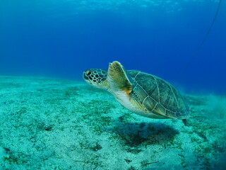 Obraz premium turtle underwater swim blue waters slow motion ocean scenery