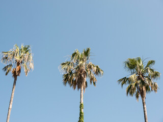 Three coconut palm tree krones with green wedge shaped leaves in the blue sky
