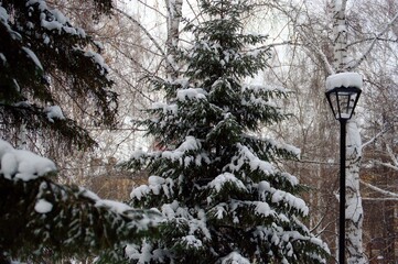 snow covered tree