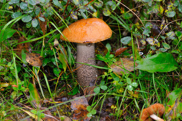 Birken-Rotkappe in einem Birkenwäldchen