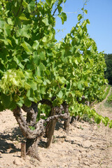 Fototapeta na wymiar grape vines in vineyard