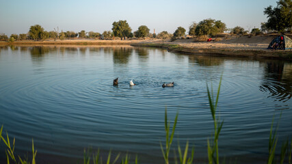 ducks on the lake