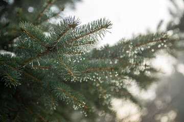 Close-up of Pine branches with dewdrops on needles in a sunlight.