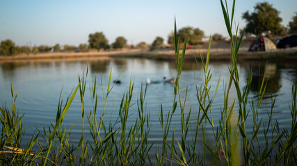 reflection of trees in the water