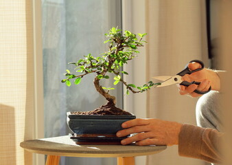 Cutting a decorative bonsai ficus plant in the morning