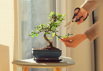 Hand cutting leaves of a bonsai ficus plant, keeping the plant in shape.