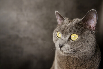 Grey Scottish cat with yellow eyes on a grey background