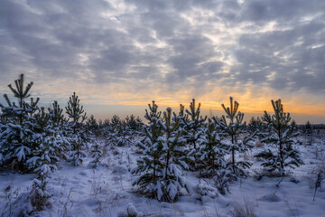 Fototapeta na wymiar sunset over young pine forest in winter. trees and grass are shrouded in snow, relief sky with lumpy gray-yellow clouds