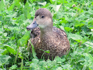 Young female mallard on a green meadow showing tongue.