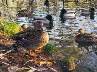 Female mallard standing on a river bank and other mallards swimming in a gentle late autumn sunlight.