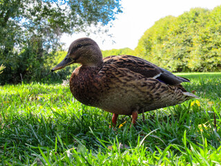 Female mallard standing on grass in a park shot from low angle.
