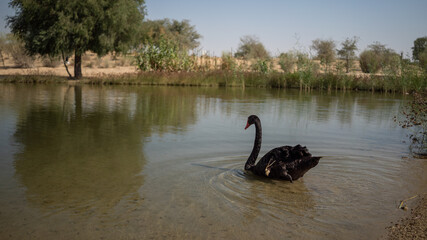 black swans on the lake