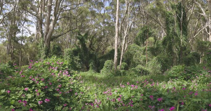 Flowers in bloom in Margaret River and Naturaliste, Western Australia Tourism.