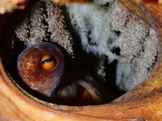 mother octopus with eggs underwater ocean scenery