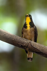 Yellow-throated Cuckoo, Chrysococcyx flavigularis