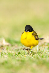 Balkankwikstaart, Black-headed Wagtail, Motacilla feldegg