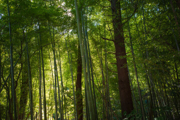 Fototapeta na wymiar Green bamboo forest in Autumn 