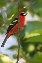  White-winged Tanager, Piranga leucoptera